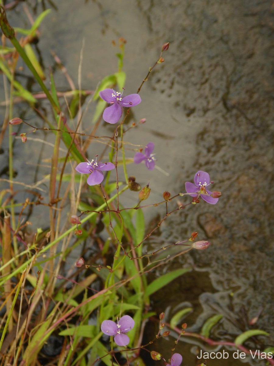 Murdannia dimorphoides subsp. dimorphoides Faden